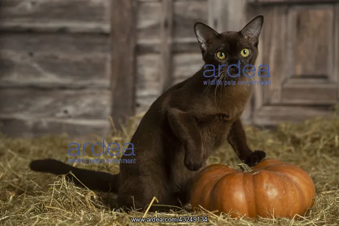 : Burmese kitten indoors in the straw in a barn : Burmese kitten indoors in the straw in a barn