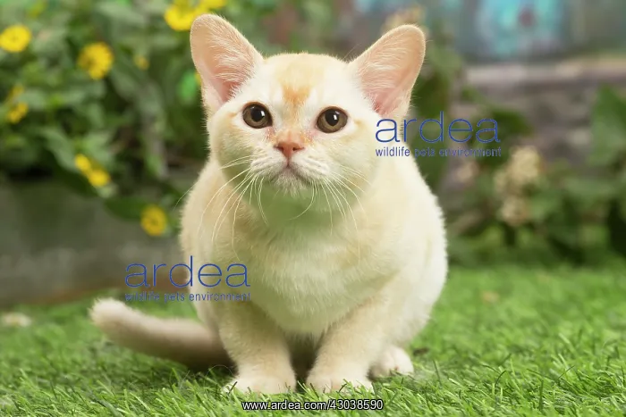 : Burmese kitten outdoors in the garden : Burmese kitten outdoors in the garden