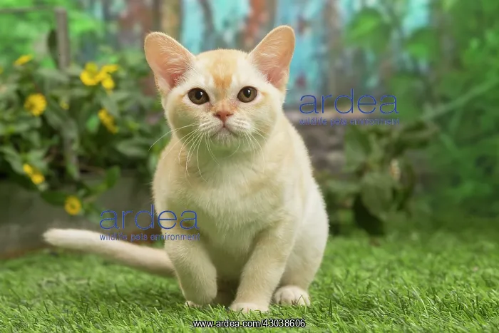 : Burmese kitten outdoors in the garden : Burmese kitten outdoors in the garden