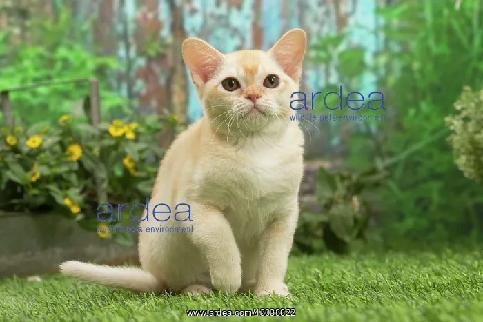 : Burmese kitten outdoors in the garden : Burmese kitten outdoors in the garden