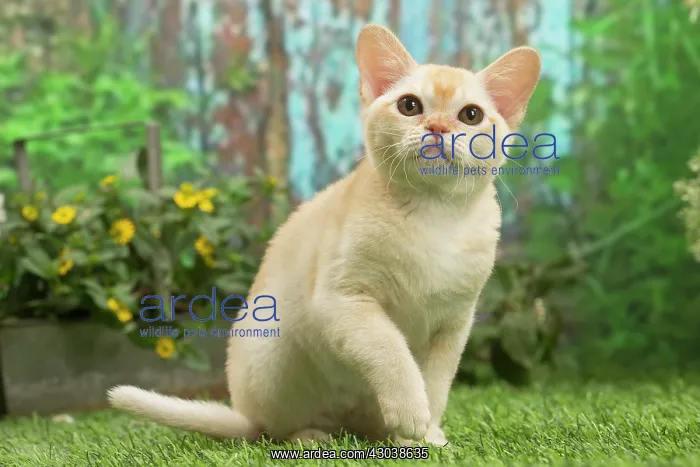 : Burmese kitten outdoors in the garden : Burmese kitten outdoors in the garden