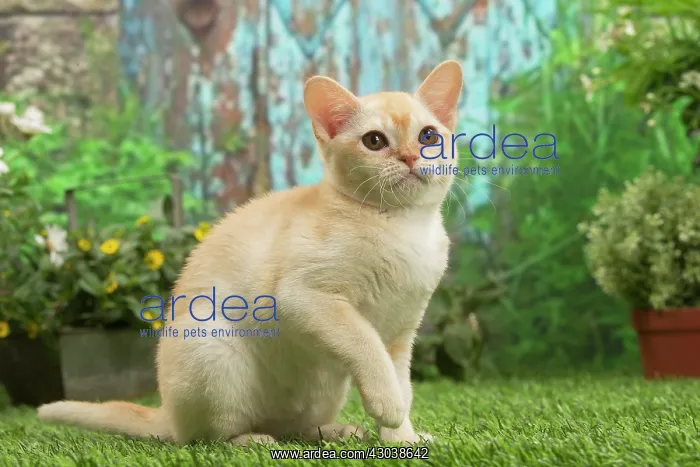 : Burmese kitten outdoors in the garden : Burmese kitten outdoors in the garden