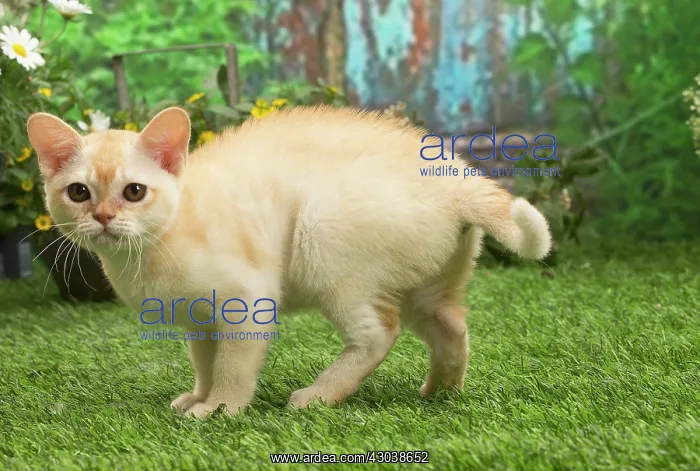 : Burmese kitten outdoors in the garden : Burmese kitten outdoors in the garden