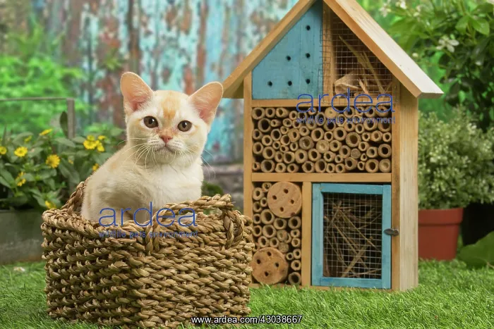 : Burmese kitten outdoors in the garden : Burmese kitten outdoors in the garden