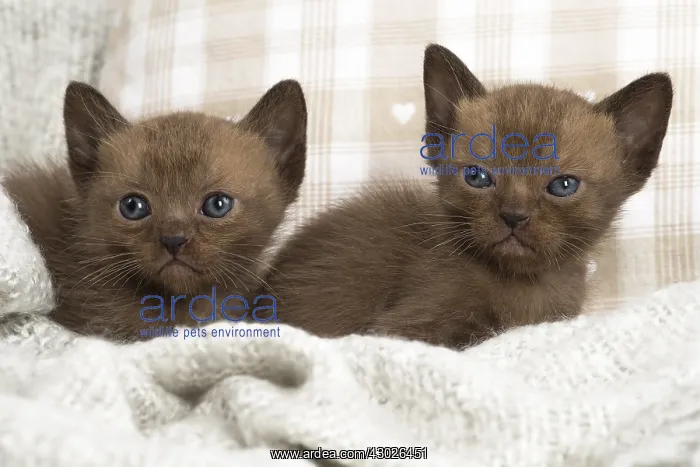  : Two Burmese kittens