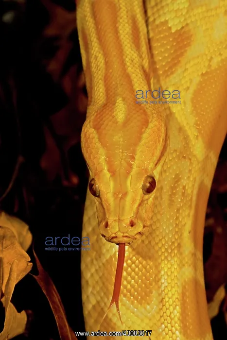 : Burmese Python : Burmese Python