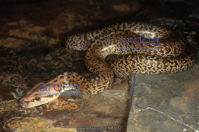 : Burmese Python : Burmese Python