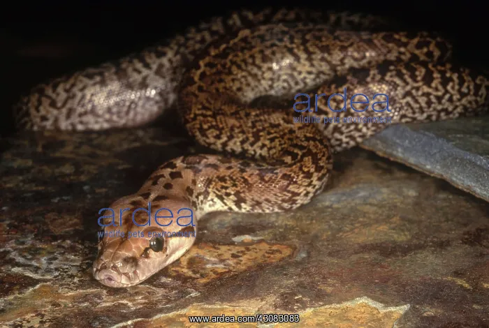 : Burmese Python : Burmese Python