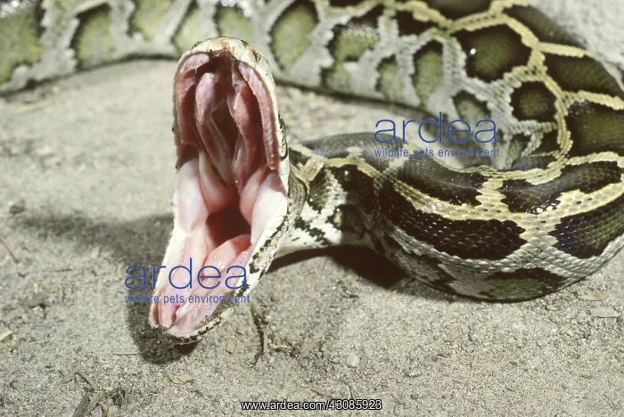 : Burmese python : Burmese python