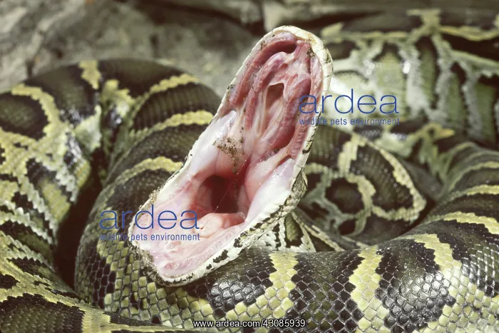 : Burmese python : Burmese python