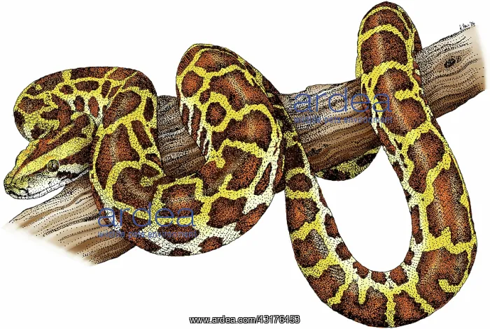 : Burmese Python : Burmese Python