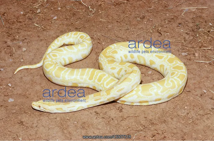 : BURMESE PYTHON - ALBINO : BURMESE PYTHON - ALBINO