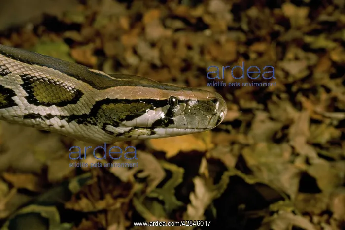 : BURMESE PYTHON - C / U HEAD : BURMESE PYTHON - C / U HEAD