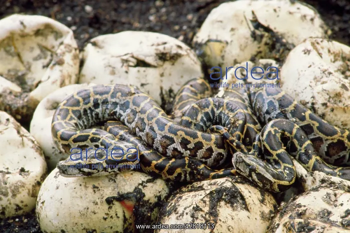 : Burmese Python - hatchlings : Burmese Python - hatchlings
