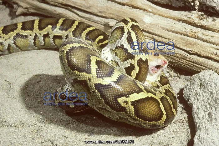 : Burmese python with prey : Burmese python with prey