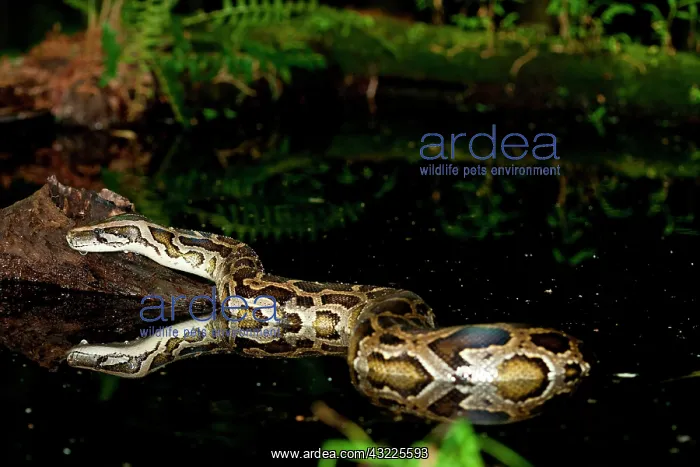 : Burmese Python, Python molurus bivittatus : Burmese Python, Python molurus bivittatus