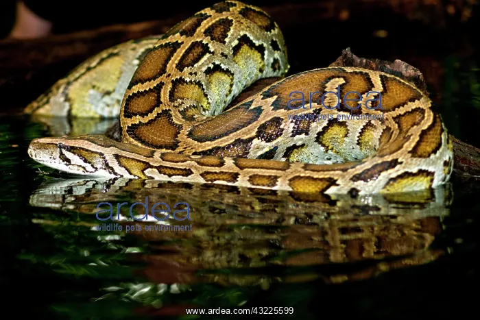 : Burmese Python, Python molurus bivittatus : Burmese Python, Python molurus bivittatus
