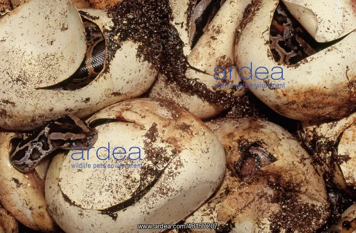 : Burmese Pythons Hatching : Burmese Pythons Hatching