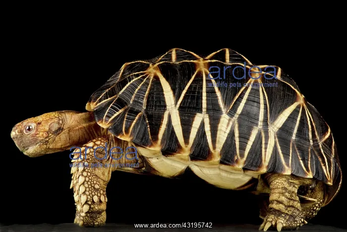 : Burmese star tortoise (Geochelone platynota) : Burmese star tortoise (Geochelone platynota)