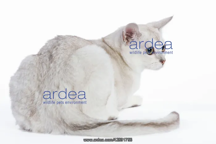  : Burmilla Cat - 6 month old kitten in studio