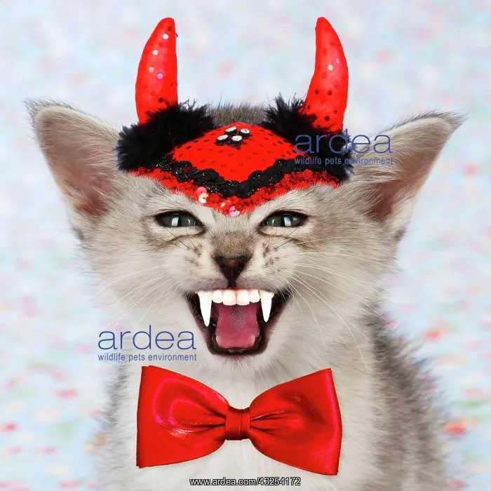 : Burmilla Cat / Asian X breed kitten wearing Vampire : Burmilla Cat / Asian X breed kitten wearing Vampire