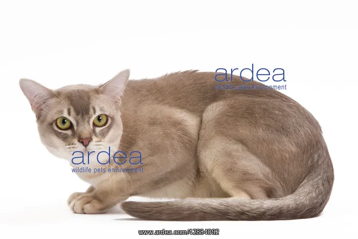  : Burmilla Cat - in studio