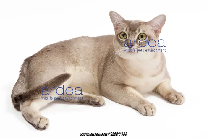  : Burmilla Cat - in studio