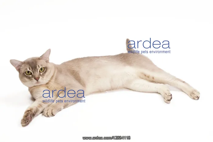  : Burmilla Cat - in studio