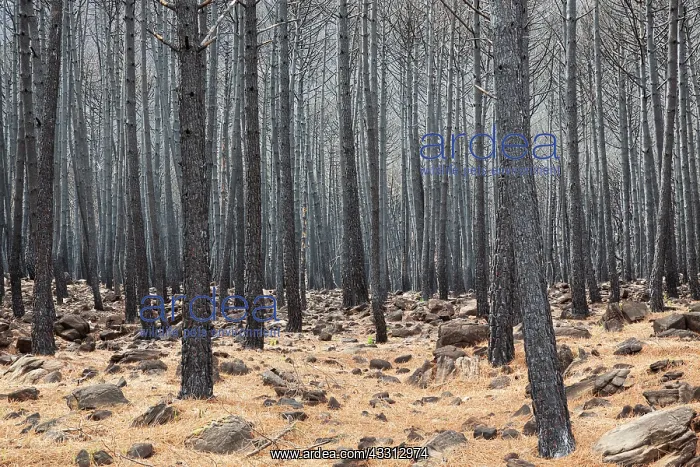 : Burned Stone or Umbrella Pines (Pinus pinea) after : Burned Stone or Umbrella Pines (Pinus pinea) after