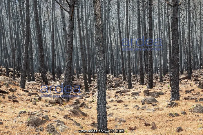 : Burned Stone or Umbrella Pines (Pinus pinea) after : Burned Stone or Umbrella Pines (Pinus pinea) after