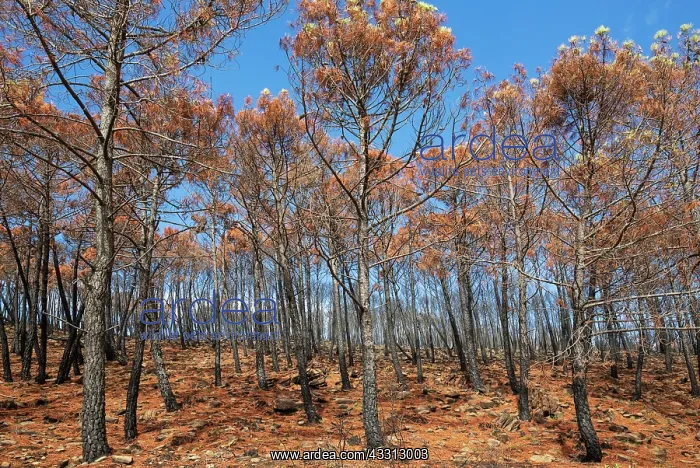 : Burned Stone or Umbrella Pines (Pinus pinea) after : Burned Stone or Umbrella Pines (Pinus pinea) after