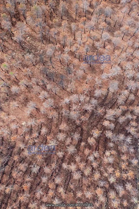: Burned Stone or Umbrella Pines (Pinus pinea) after : Burned Stone or Umbrella Pines (Pinus pinea) after