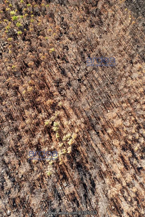 : Burned Stone or Umbrella Pines (Pinus pinea) after : Burned Stone or Umbrella Pines (Pinus pinea) after