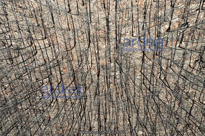 : Burned Stone or Umbrella Pines (Pinus pinea) after : Burned Stone or Umbrella Pines (Pinus pinea) after