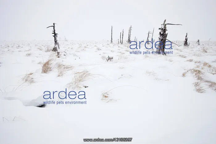 : Burned trees in snowy landscape, Belgium, LiA ge : Burned trees in snowy landscape, Belgium, LiA ge