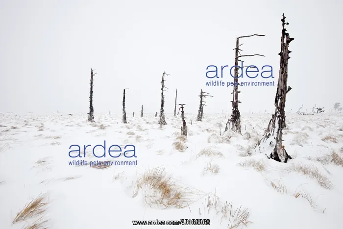 : Burned trees in snowy landscape, Belgium, LiA ge : Burned trees in snowy landscape, Belgium, LiA ge