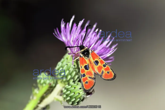 : Burnet (Zygaena hilaris) butterfly resting on a thistle : Burnet (Zygaena hilaris) butterfly resting on a thistle