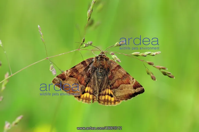 : Burnet Companion Moth : Burnet Companion Moth