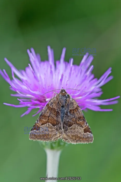 : Burnet Companion Moth - on knapweed : Burnet Companion Moth - on knapweed