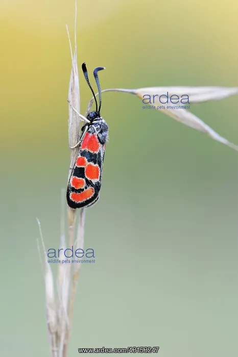 : Burnet Moth : Burnet Moth
