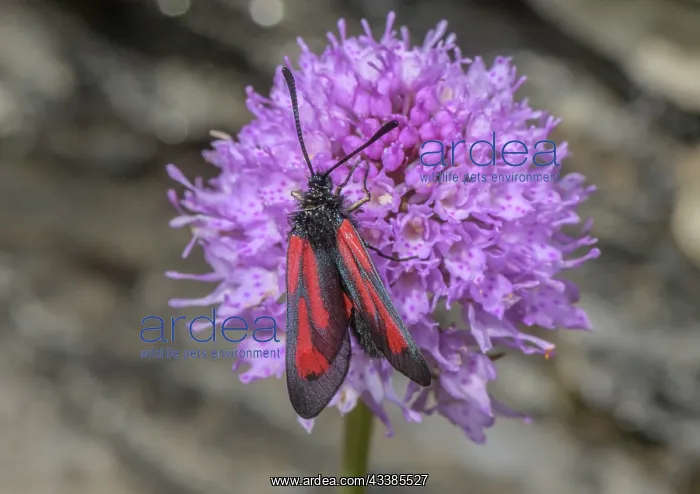 : A Burnet moth, probably Sluggish burnet, Zygaena : A Burnet moth, probably Sluggish burnet, Zygaena