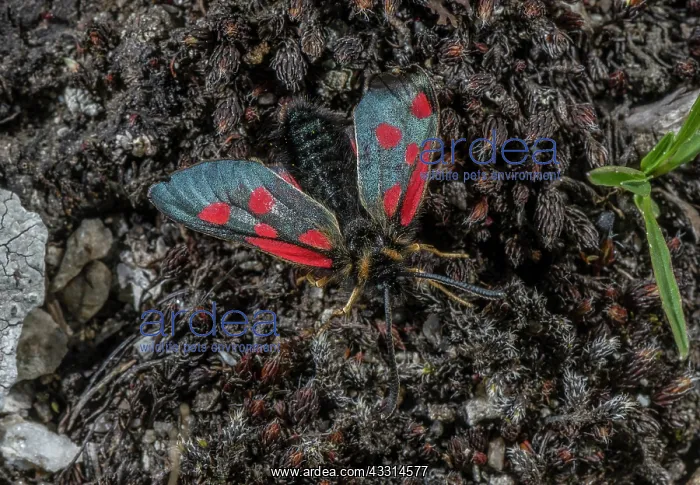 : A Burnet moth, Scotch burnet, Zygaena exulans at : A Burnet moth, Scotch burnet, Zygaena exulans at