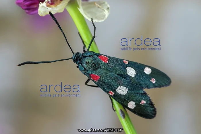 : Burnet moth (Zygaena ephialtes), Drome, France : Burnet moth (Zygaena ephialtes), Drome, France