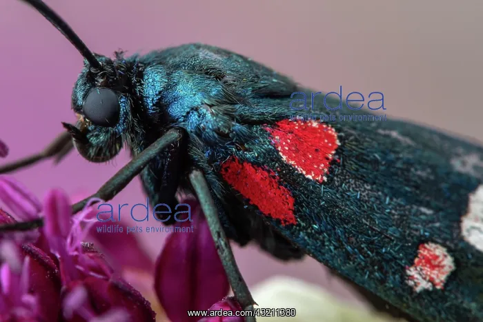 : Burnet moth (Zygaena ephialtes), Drome, France : Burnet moth (Zygaena ephialtes), Drome, France