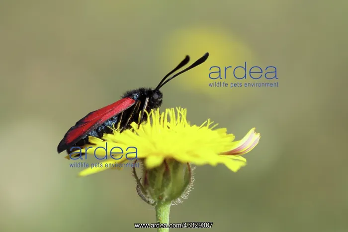 : Burnets. Burnet (Zygaena erythrus) butterfly resting on an unidentified flower : Burnets. Burnet (Zygaena erythrus) butterfly resting on an unidentified flower