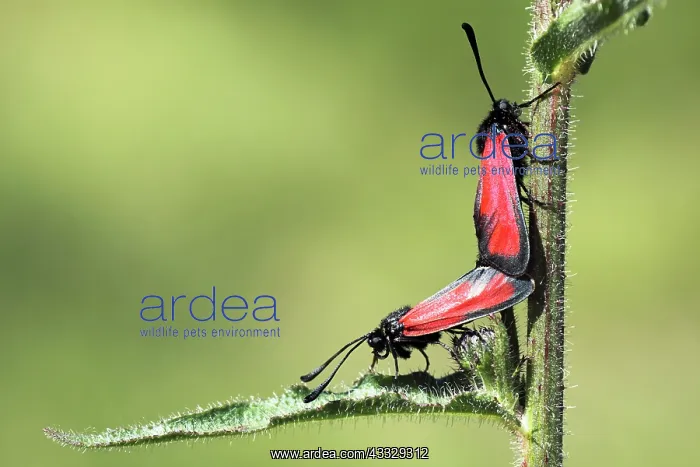 : Burnets. Pair of Burnets (Zygaena erythrus) mating on a thistle : Burnets. Pair of Burnets (Zygaena erythrus) mating on a thistle