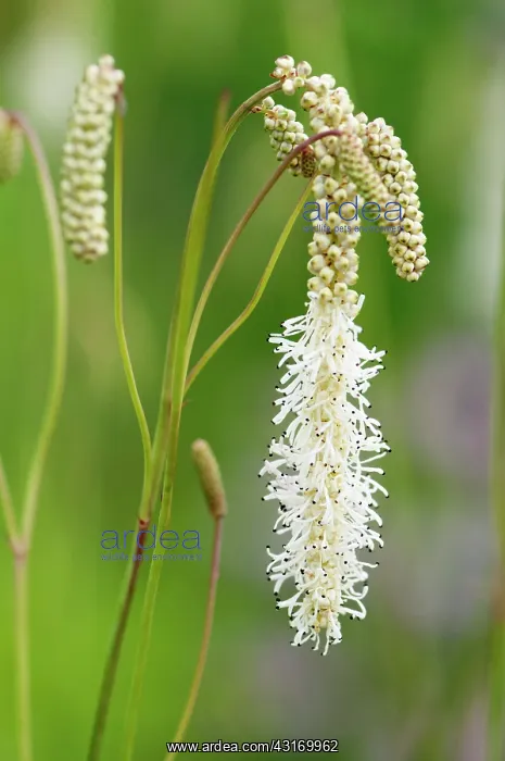 : Burnett, Sanguisorba White Tanna, which flowers from the b : Burnett, Sanguisorba White Tanna, which flowers from the b