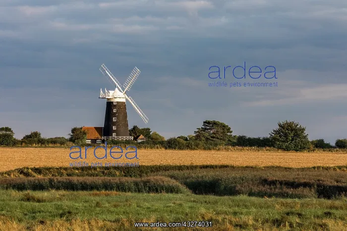 : Burnham Overy Staithe - Tower Windmill - Norfolk - UK : Burnham Overy Staithe - Tower Windmill - Norfolk - UK
