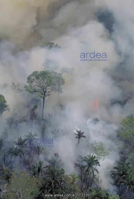 : Burning Amazon rainforest : Burning Amazon rainforest