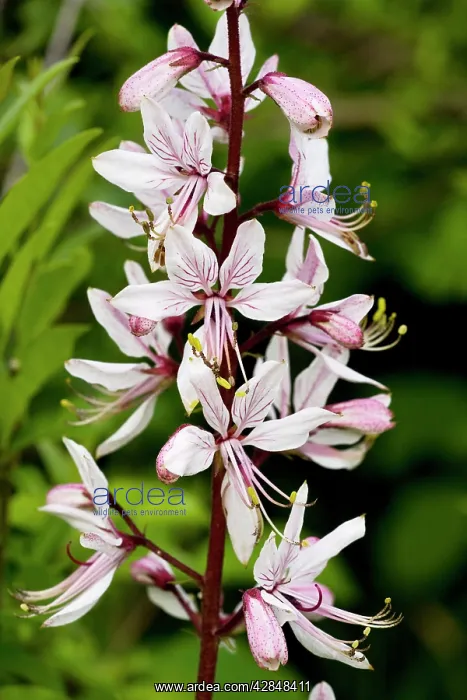 : Burning bush - in flower : Burning bush - in flower